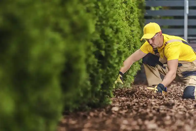 Sod Installation